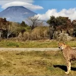 冬の富士サファリパークを満喫！子連れファミリー向けおすすめ周遊コース