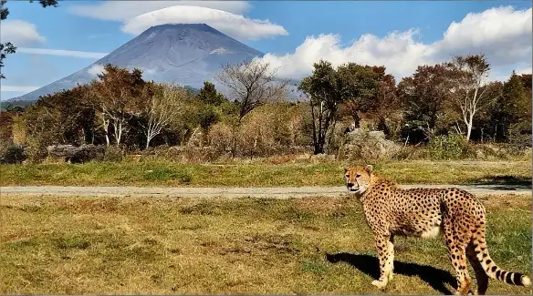 冬の富士サファリパークを満喫！子連れファミリー向けおすすめ周遊コース